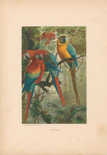 Load image into Gallery viewer, Prang, Louis.  “Parrots.”