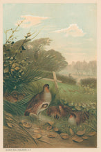 Load image into Gallery viewer, Prang, Louis. “Partridge.”