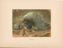 Load image into Gallery viewer, Prang, Louis. “Porcupine.”