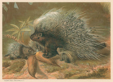 Load image into Gallery viewer, Prang, Louis. “Porcupine.”