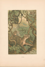 Load image into Gallery viewer, Prang, Louis. “Puma.”