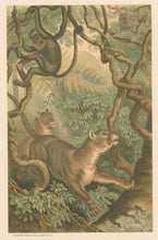 Load image into Gallery viewer, Prang, Louis. “Puma.”