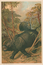 Load image into Gallery viewer, Prang, Louis. “Rhinoceros.”