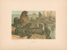 Load image into Gallery viewer, Prang, Louis.  “Sea Lion.”