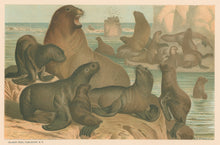 Load image into Gallery viewer, Prang, Louis.  “Sea Lion.”
