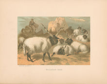 Load image into Gallery viewer, Prang, Louis. “Wallachian Sheep.”