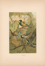 Load image into Gallery viewer, Prang, Louis. “Titmice.”
