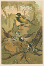 Load image into Gallery viewer, Prang, Louis. “Titmice.”