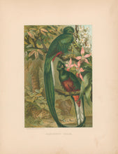 Load image into Gallery viewer, Prang, Louis.  “Resplendent Trogon.”