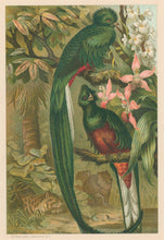 Load image into Gallery viewer, Prang, Louis.  “Resplendent Trogon.”