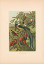 Load image into Gallery viewer, Prang, Louis.  “Weaver Birds.”
