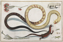 Load image into Gallery viewer, Seba, Albertus &quot;Plate 49&quot; [Snake, Lizards and Mammal]
