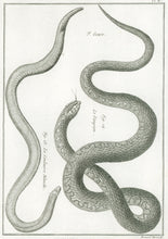 Load image into Gallery viewer, Bonnaterre, P.J. Pl. 11. "3e Genre: La Couleuvre Blanche; Le Vampum." From "Tableau Encyclopédique et Méthodique des Trois Règnes de la Nature, . . .: Erpétologie"