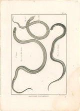 Load image into Gallery viewer, Bonnaterre, P.J. Pl. 12. "3e Genre: La Tête-Noire; Le Cobel." From "Tableau Encyclopédique et Méthodique des Trois Règnes de la Nature, . . .: Erpétologie"