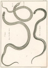 Load image into Gallery viewer, Bonnaterre, P.J. Pl. 12. "3e Genre: La Tête-Noire; Le Cobel." From "Tableau Encyclopédique et Méthodique des Trois Règnes de la Nature, . . .: Erpétologie"
