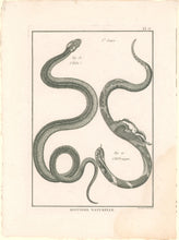 Load image into Gallery viewer, Bonnaterre, P.J. Pl. 13. "3e Genre: L’Ibibe; Le Hébraïque." From "Tableau Encyclopédique et Méthodique des Trois Règnes de la Nature, . . .: Erpétologie"