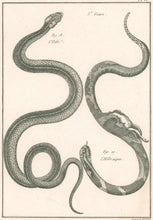 Load image into Gallery viewer, Bonnaterre, P.J. Pl. 13. "3e Genre: L’Ibibe; Le Hébraïque." From "Tableau Encyclopédique et Méthodique des Trois Règnes de la Nature, . . .: Erpétologie"