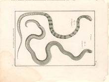 Load image into Gallery viewer, Bonnaterre, P.J. Pl. 14. "3e Genre: Le Chayque; L’Aurore." From "Tableau Encyclopédique et Méthodique des Trois Règnes de la Nature, . . .: Erpétologie"