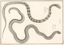 Load image into Gallery viewer, Bonnaterre, P.J. Pl. 14. "3e Genre: Le Chayque; L’Aurore." From "Tableau Encyclopédique et Méthodique des Trois Règnes de la Nature, . . .: Erpétologie"