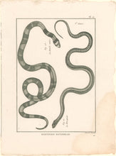 Load image into Gallery viewer, Bonnaterre, P.J. Pl. 15. "3e Genre: Le Mocqueur; La Bande-noire." From "Tableau Encyclopédique et Méthodique des Trois Règnes de la Nature, . . .: Erpétologie"