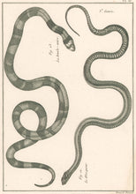 Load image into Gallery viewer, Bonnaterre, P.J. Pl. 15. "3e Genre: Le Mocqueur; La Bande-noire." From "Tableau Encyclopédique et Méthodique des Trois Règnes de la Nature, . . .: Erpétologie"