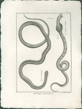 Load image into Gallery viewer, Bonnaterre, P.J.  Pl. 17. &quot;3e Genre: Le Rayé; Le Serpent à lunettes.&quot;  From &quot;Tableau Encyclopédique et Méthodique des Trois Règnes de la Nature, . . .: Erpétologie&quot;
