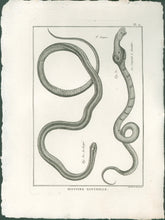 Load image into Gallery viewer, Bonnaterre, P.J. Pl. 17. "3e Genre: Le Rayé; Le Serpent à lunettes." From "Tableau Encyclopédique et Méthodique des Trois Règnes de la Nature, . . .: Erpétologie"