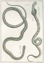 Load image into Gallery viewer, Bonnaterre, P.J.  Pl. 17. &quot;3e Genre: Le Rayé; Le Serpent à lunettes.&quot;  From &quot;Tableau Encyclopédique et Méthodique des Trois Règnes de la Nature, . . .: Erpétologie&quot;
