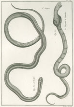 Load image into Gallery viewer, Bonnaterre, P.J. Pl. 17. "3e Genre: Le Rayé; Le Serpent à lunettes." From "Tableau Encyclopédique et Méthodique des Trois Règnes de la Nature, . . .: Erpétologie"