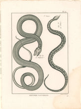 Load image into Gallery viewer, Bonnaterre, P.J. Pl. 19. "3e Genre: Le Malpole; Le Sibon." From "Tableau Encyclopédique et Méthodique des Trois Règnes de la Nature, . . .: Erpétologie"