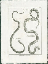 Load image into Gallery viewer, Bonnaterre, P.J.  Pl. 21. "3e Genre: Le Saturnin; Le Blanchâtre marqué de bandes brunes."  From "Tableau Encyclopédique et Méthodique des Trois Règnes de la Nature, . . .: Erpétologie"