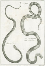 Load image into Gallery viewer, Bonnaterre, P.J.  Pl. 21. "3e Genre: Le Saturnin; Le Blanchâtre marqué de bandes brunes."  From "Tableau Encyclopédique et Méthodique des Trois Règnes de la Nature, . . .: Erpétologie"