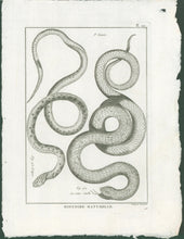 Load image into Gallery viewer, Bonnaterre, P.J. Pl. 22. "3e Genre: Le Sans-tache; L’Apre." From "Tableau Encyclopédique et Méthodique des Trois Règnes de la Nature, . . .: Erpétologie"