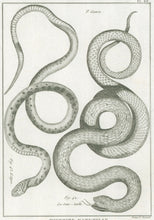 Load image into Gallery viewer, Bonnaterre, P.J. Pl. 22. "3e Genre: Le Sans-tache; L’Apre." From "Tableau Encyclopédique et Méthodique des Trois Règnes de la Nature, . . .: Erpétologie"