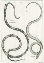 Load image into Gallery viewer, Bonnaterre, P.J. Pl. 24. "3e Genre: Le Lemnisque; Le Dipse." From "Tableau Encyclopédique et Méthodique des Trois Règnes de la Nature, . . .: Erpétologie"