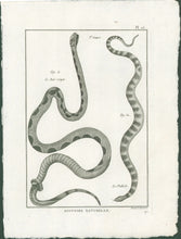 Load image into Gallery viewer, Bonnaterre, P.J. Pl. 25. "3e Genre: Le Bai-rouge; Le Pethole." From "Tableau Encyclopédique et Méthodique des Trois Règnes de la Nature, . . .: Erpétologie"