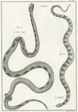Load image into Gallery viewer, Bonnaterre, P.J. Pl. 25. "3e Genre: Le Bai-rouge; Le Pethole." From "Tableau Encyclopédique et Méthodique des Trois Règnes de la Nature, . . .: Erpétologie"