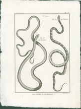 Load image into Gallery viewer, Bonnaterre, P.J. Pl. 26. "3e Genre: Le Verdâtre; Le Petulaire." From "Tableau Encyclopédique et Méthodique des Trois Règnes de la Nature, . . .: Erpétologie"