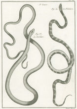 Load image into Gallery viewer, Bonnaterre, P.J. Pl. 26. "3e Genre: Le Verdâtre; Le Petulaire." From "Tableau Encyclopédique et Méthodique des Trois Règnes de la Nature, . . .: Erpétologie"