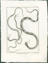 Load image into Gallery viewer, Bonnaterre, P.J. Pl. 27. "3e Genre: Le Boiga; Le Fil; Le Minime." From "Tableau Encyclopédique et Méthodique des Trois Règnes de la Nature, . . .: Erpétologie"