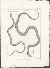 Load image into Gallery viewer, Bonnaterre, P.J. Pl. 28. "3e Genre: Le Fer à Cheval; Le Muqueux." From "Tableau Encyclopédique et Méthodique des Trois Règnes de la Nature, . . .: Erpétologie"