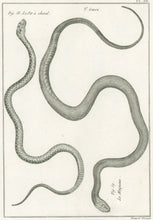 Load image into Gallery viewer, Bonnaterre, P.J. Pl. 28. "3e Genre: Le Fer à Cheval; Le Muqueux." From "Tableau Encyclopédique et Méthodique des Trois Règnes de la Nature, . . .: Erpétologie"