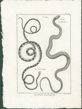 Load image into Gallery viewer, Bonnaterre, P.J. Pl. 29. "3e Genre: Le Cenco; Le Bleuâtre." From "Tableau Encyclopédique et Méthodique des Trois Règnes de la Nature, . . .: Erpétologie"
