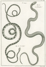 Load image into Gallery viewer, Bonnaterre, P.J. Pl. 29. "3e Genre: Le Cenco; Le Bleuâtre." From "Tableau Encyclopédique et Méthodique des Trois Règnes de la Nature, . . .: Erpétologie"