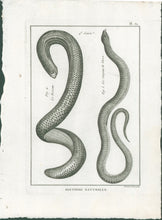 Load image into Gallery viewer, Bonnaterre, P.J. Pl. 31. "4e Genre: Le Rezeau; Le Serpent de Verre." From "Tableau Encyclopédique et Méthodique des Trois Règnes de la Nature, . . .: Erpétologie"