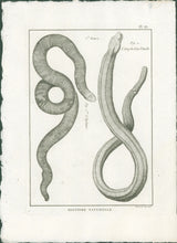 Load image into Gallery viewer, Bonnaterre, P.J. Pl. 33. "5e Genre: L’Enfumé; L’Amphisbene blanche." From "Tableau Encyclopédique et Méthodique des Trois Règnes de la Nature, . . .: Erpétologie"