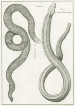 Load image into Gallery viewer, Bonnaterre, P.J. Pl. 33. "5e Genre: L’Enfumé; L’Amphisbene blanche." From "Tableau Encyclopédique et Méthodique des Trois Règnes de la Nature, . . .: Erpétologie"