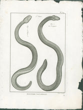 Load image into Gallery viewer, Bonnaterre, P.J. Pl. 34. "6e Genre: L’Ibiaire; Le Visqueux." From "Tableau Encyclopédique et Méthodique des Trois Règnes de la Nature, . . .: Erpétologie"