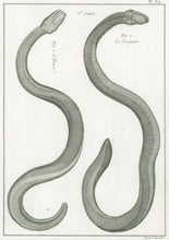 Load image into Gallery viewer, Bonnaterre, P.J. Pl. 34. "6e Genre: L’Ibiaire; Le Visqueux." From "Tableau Encyclopédique et Méthodique des Trois Règnes de la Nature, . . .: Erpétologie"