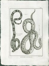 Load image into Gallery viewer, Bonnaterre, P.J.  Pl. 6. "2e Genre: Mangeur de rats; Mangeur de chèvres."  From "Tableau Encyclopédique et Méthodique des Trois Règnes de la Nature, . . .: Erpétologie"